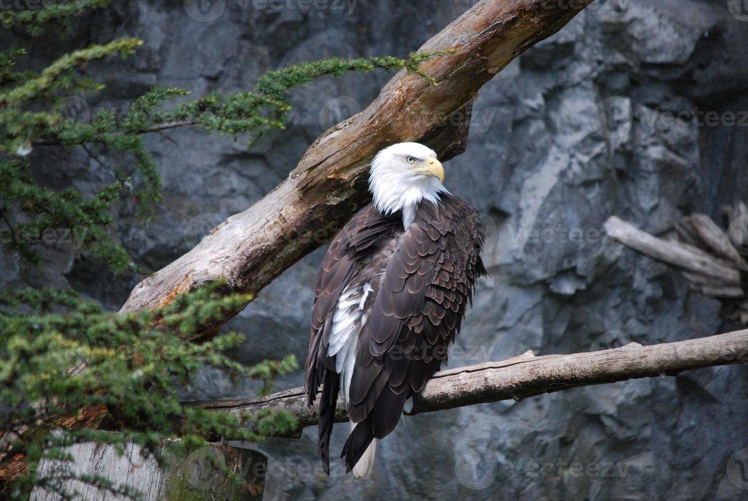 Bald Eagle Sitting in a Tree Branch photo