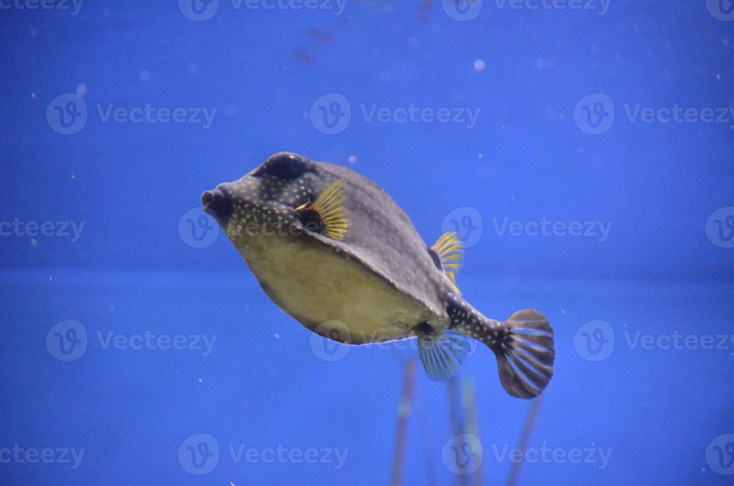 Spotted Trunkfish Shot from Below Highlighting Beautiful Patten photo