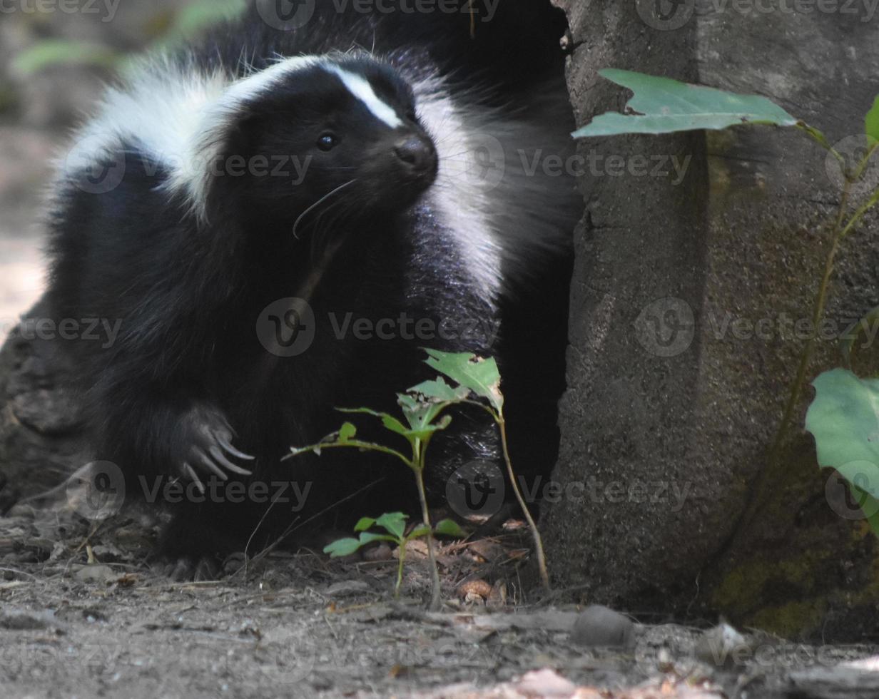 Very Cute Black and White Skunk in Nature photo