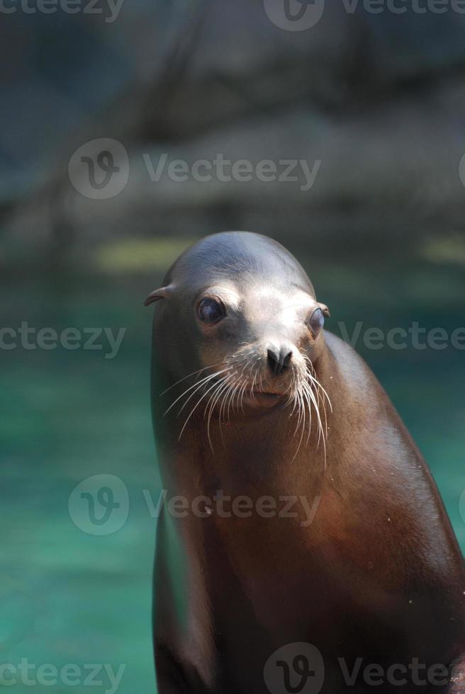 Young Stellar Sea Lion photo