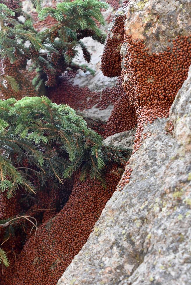 Red Lady Bugs on a Limestone Rock photo