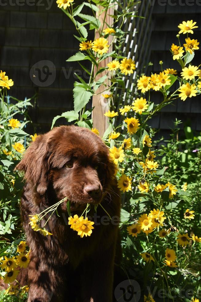 perro marrón de Terranova recogiendo flores amarillas con la boca foto