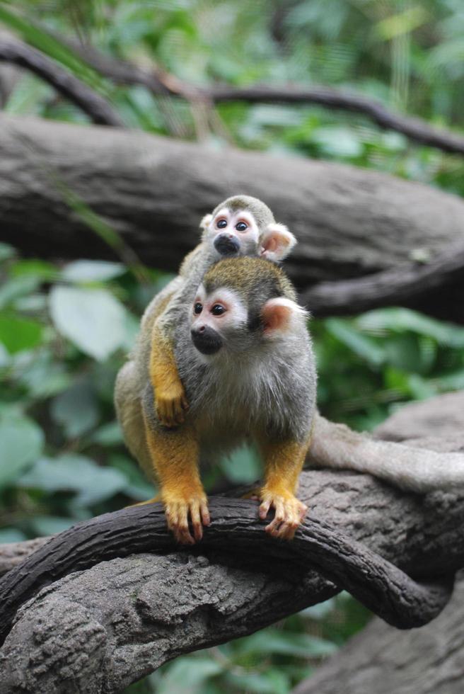 Baby Squirrel Monkey on It's Mom's Back photo