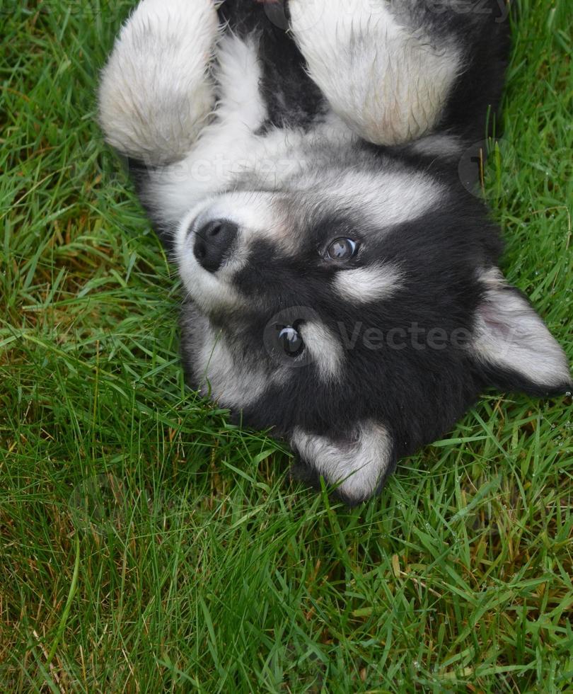 precioso cachorro husky rodando sobre su espalda foto