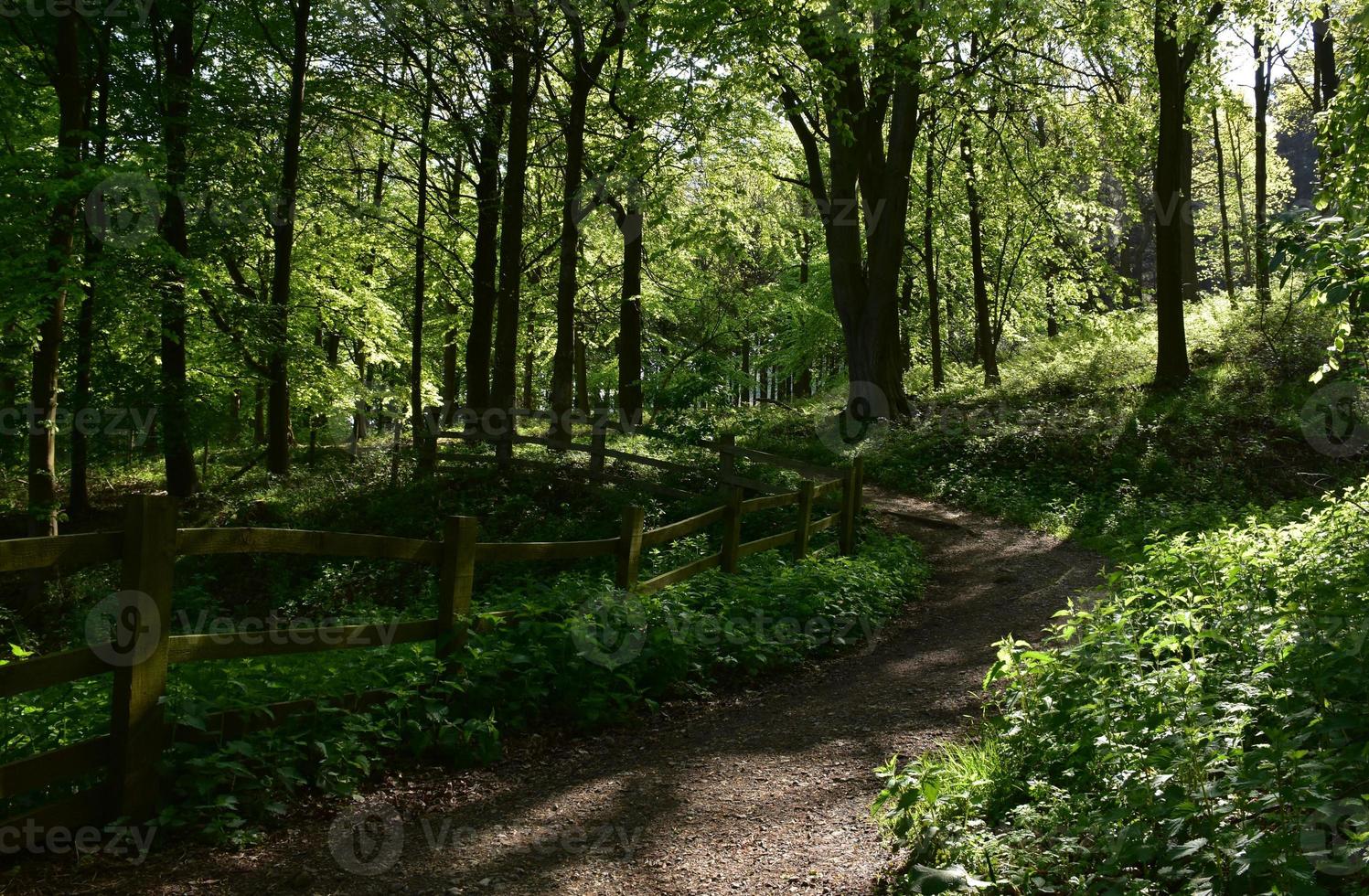 Beautiful Winding Trail Through the Woods in England photo