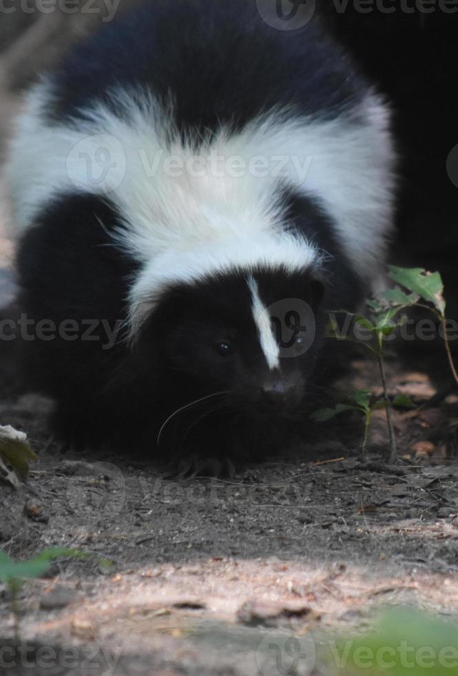 Amazing Face of a Black and White Skunk photo