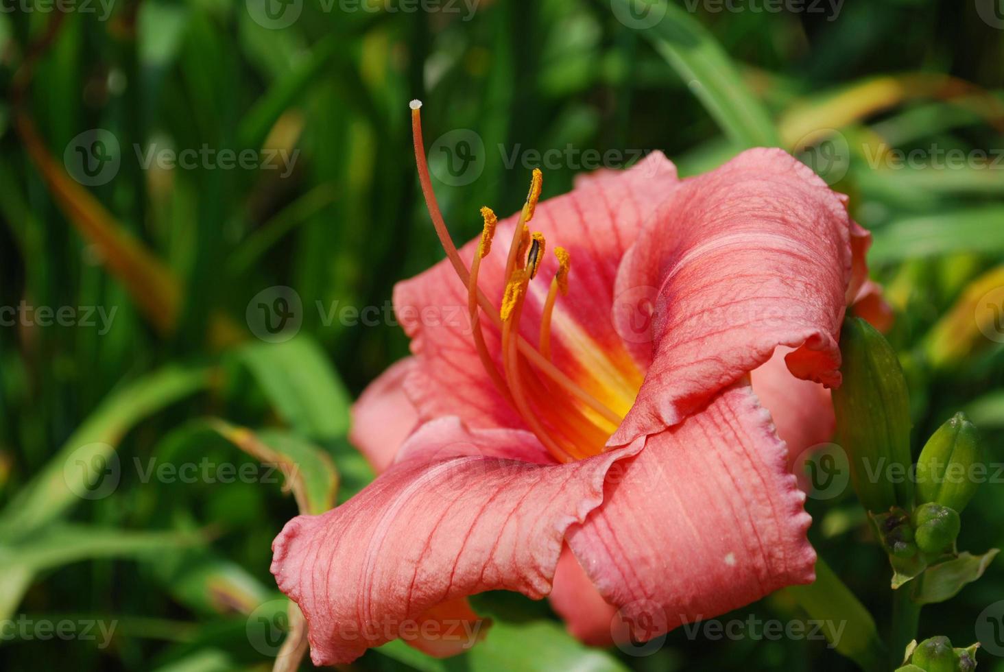 Pretty Flowering Pink Lily in a Garden photo