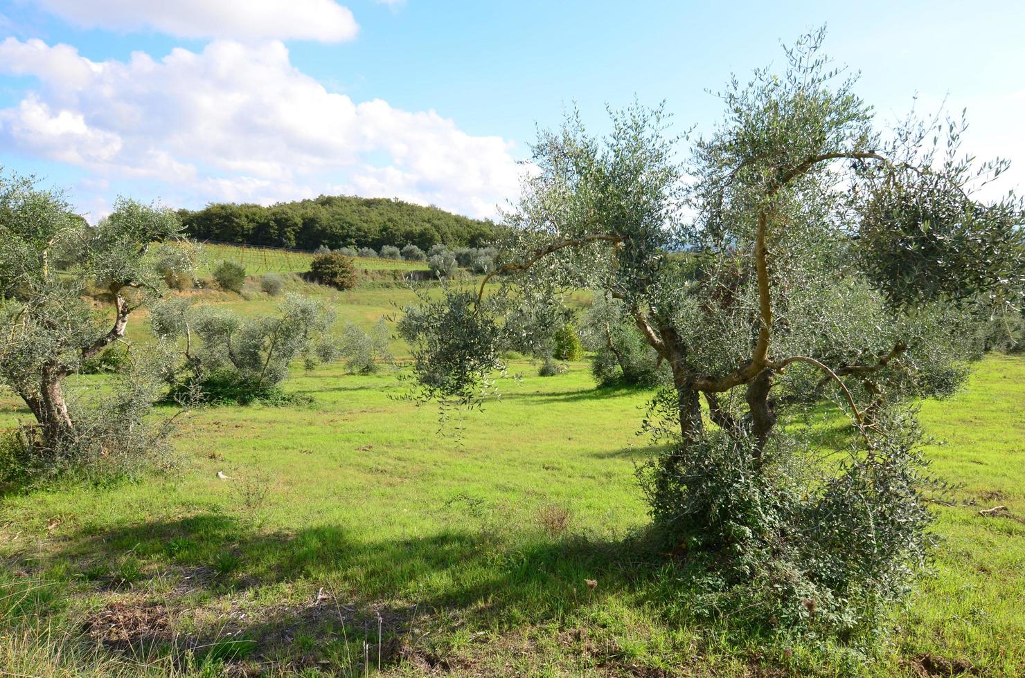 olivar en la campiña toscana foto