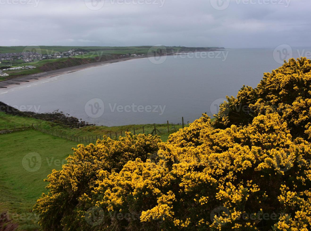 Gorse Bushes on the Sea Cliffs Above the Irish Sea photo