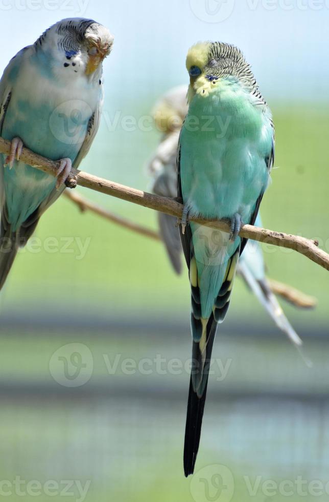 Pair oF Budgies Sitting Together on a Tree Branch 9093293 Stock Photo at Vecteezy