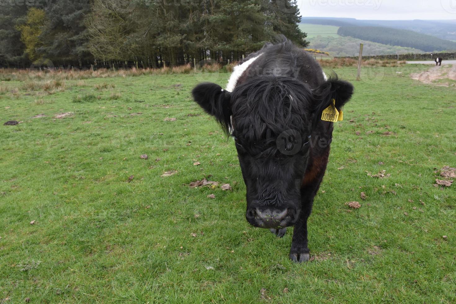 muy lindo ternero galloway con cinturón caminando en un campo de hierba foto