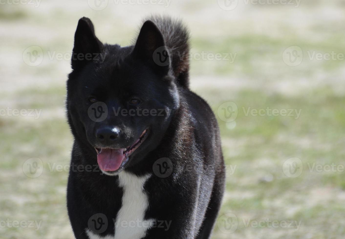 Black Akita Dog with a Thick Coat photo