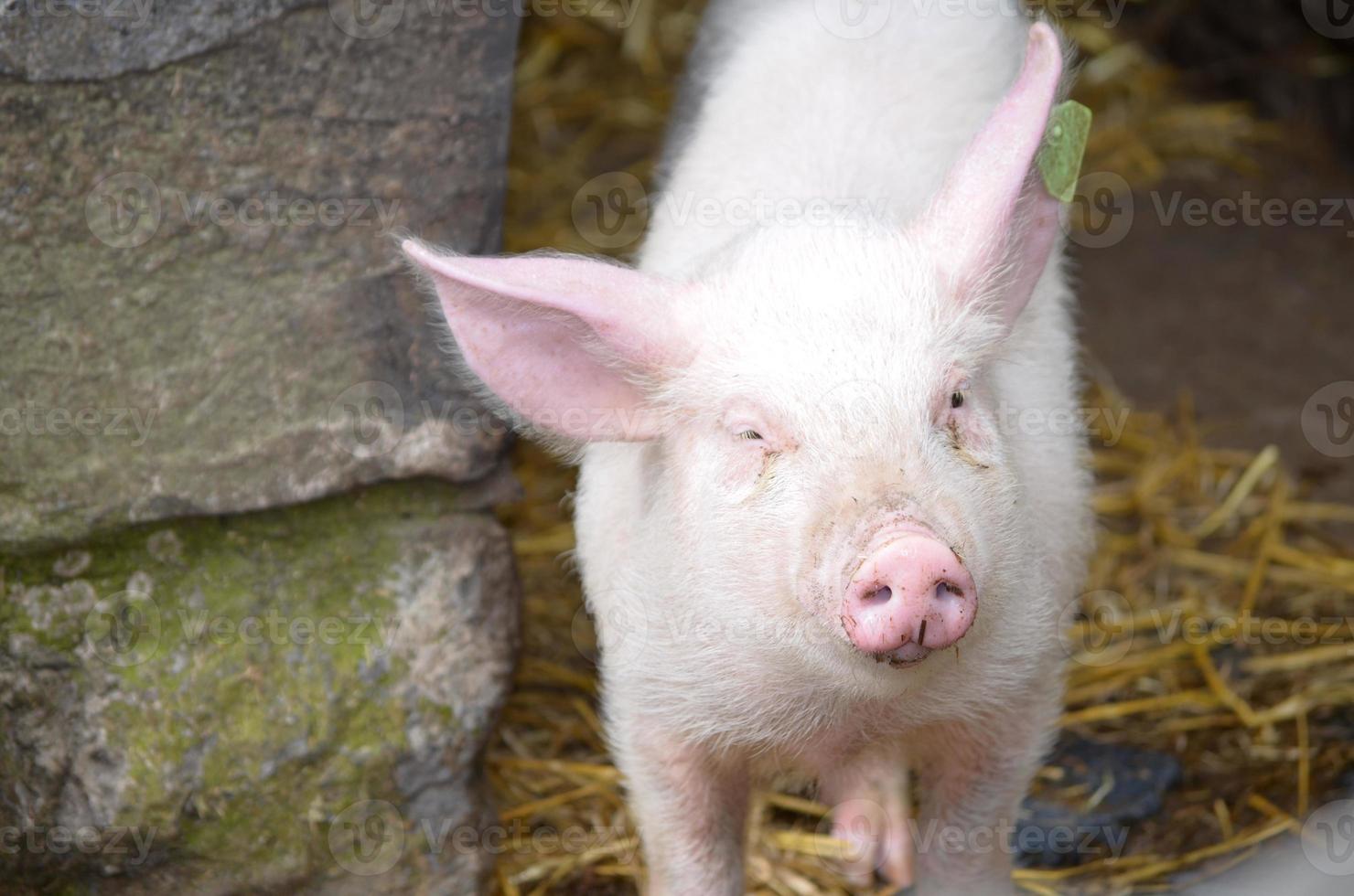 Adorable Pink Piglet with a Dirty Wet Snout photo