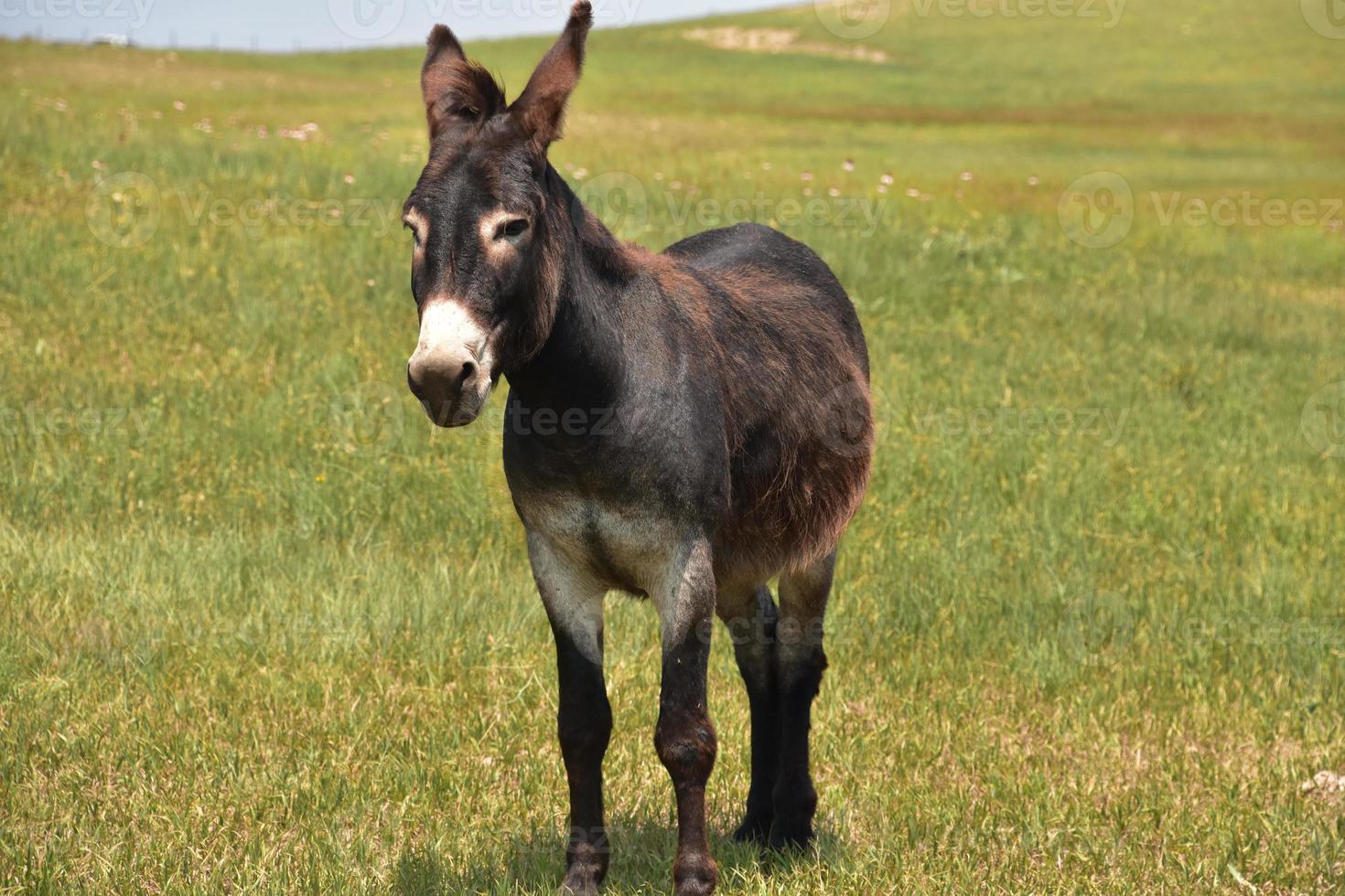 Close Up Look at a Dark Brown Donkey photo