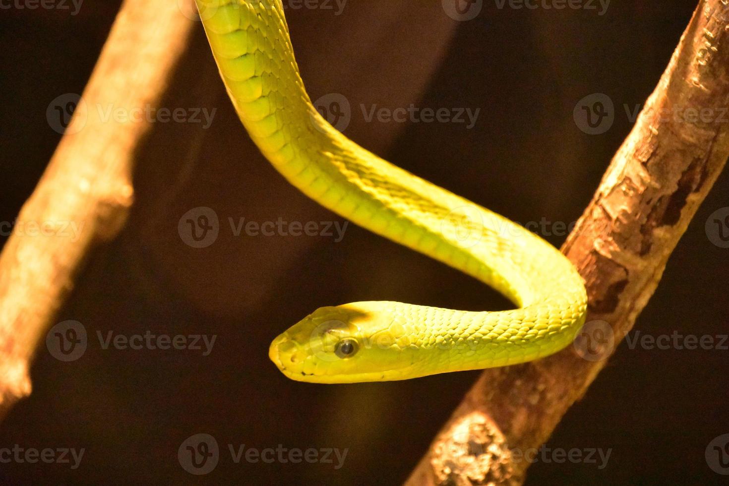 serpiente arbórea verde colgando de una rama foto