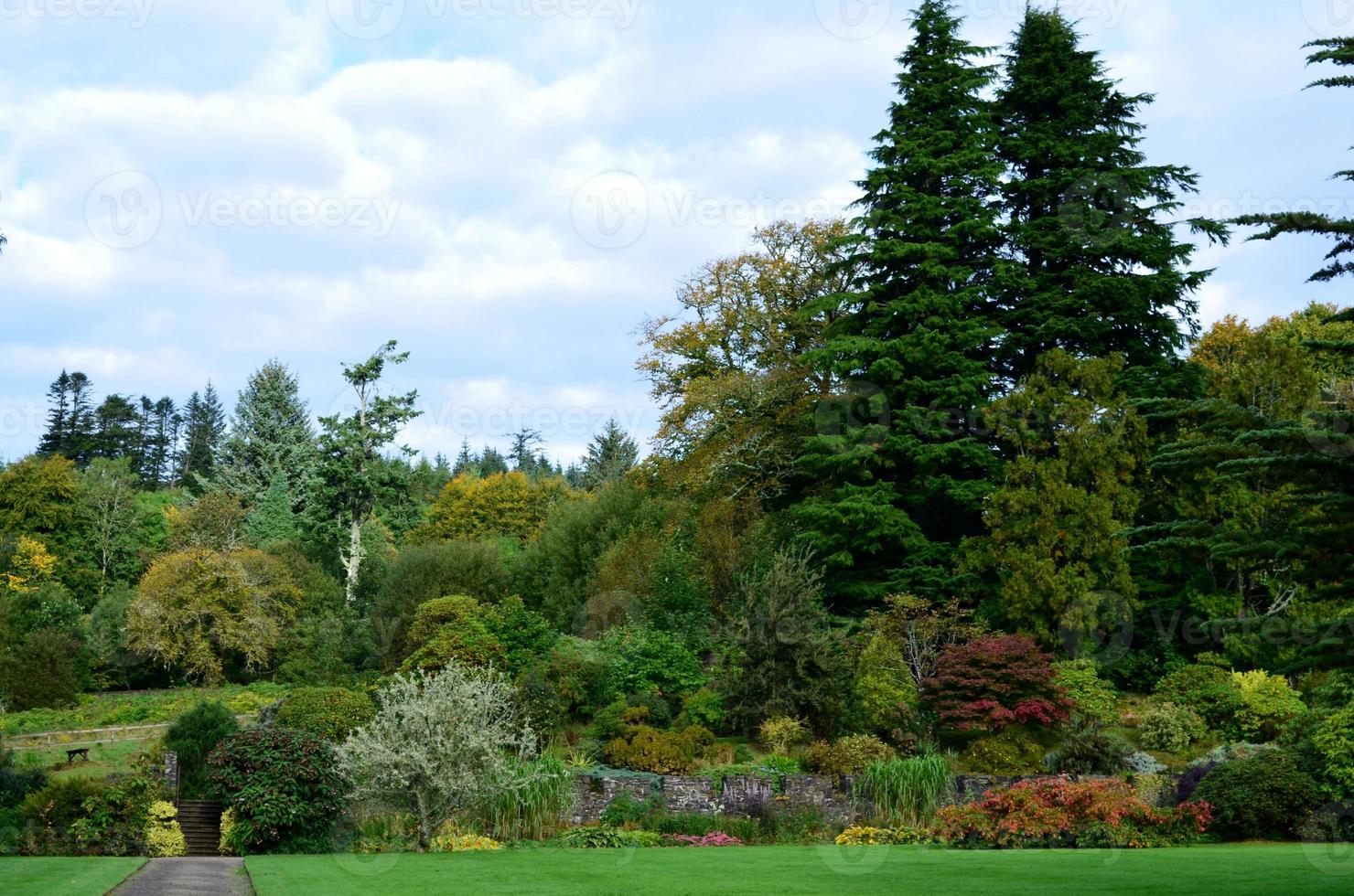 Thick vegetation in a large garden in Armadale photo