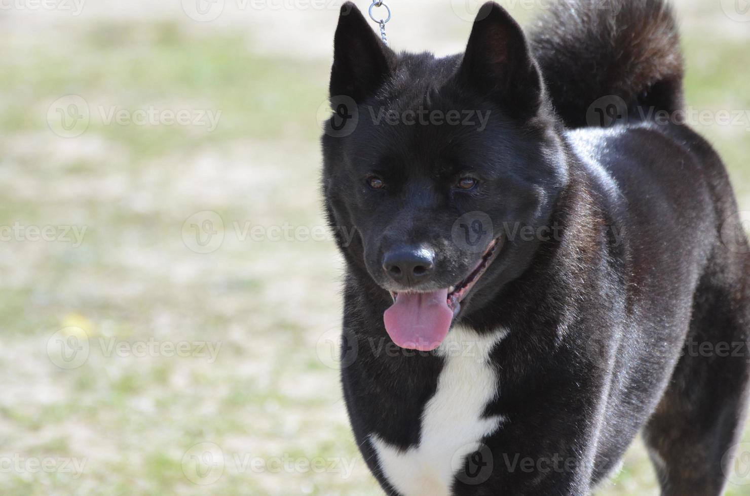 Breath Taking Akita Dog photo