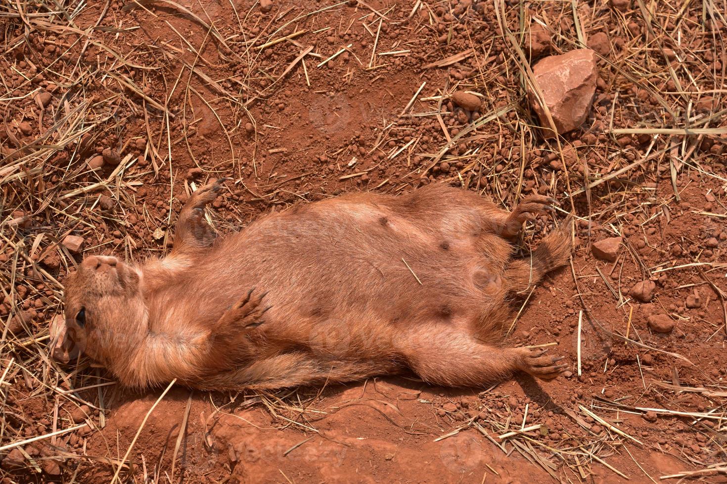 Silly Prairie Dog Playing Dead in the Midwest photo