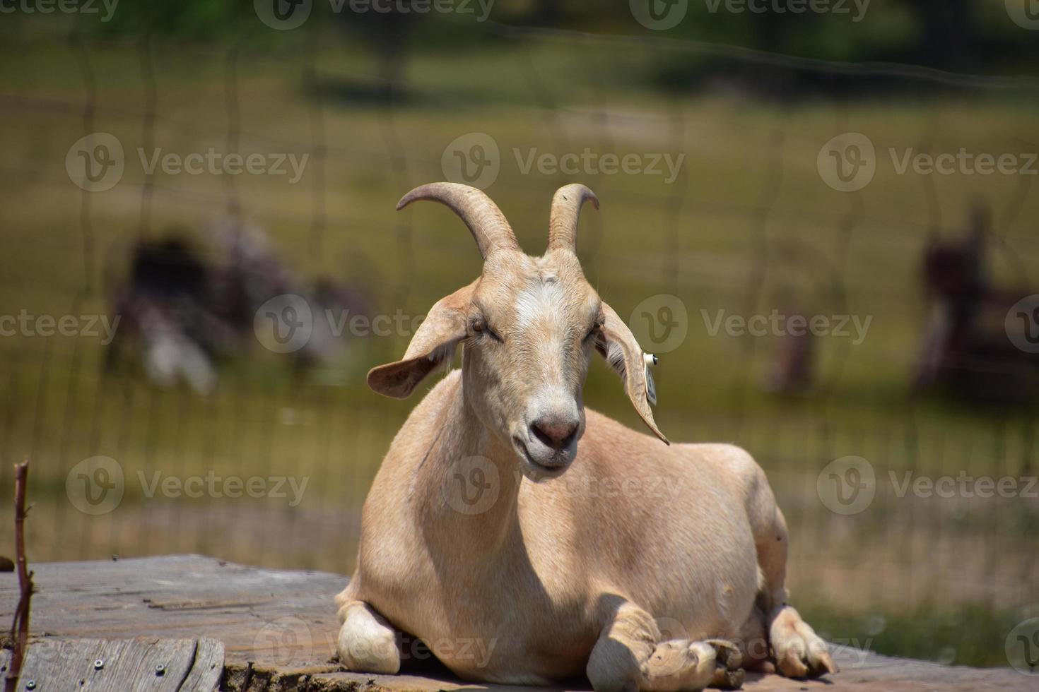 Goat with Horns Resting in the Sunshine photo