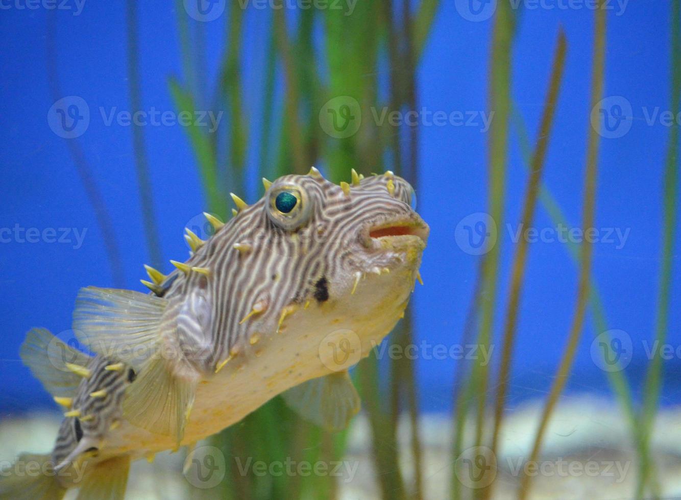 Spikey Spines on a Striped Burrfish Up Close photo