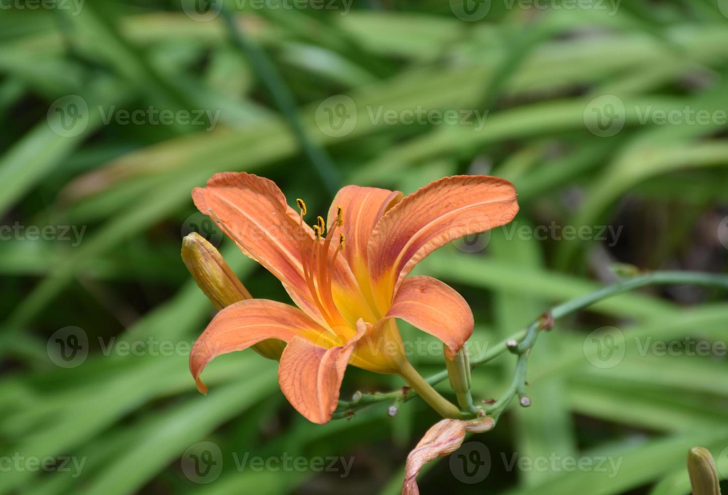 Pretty Orange Flowering Daylilies in a Spring Bulb Garden photo