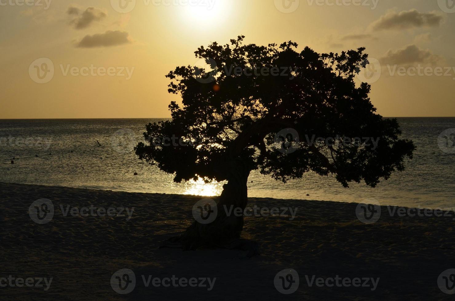 Divi Divi Tree Silhouette at Dusk photo