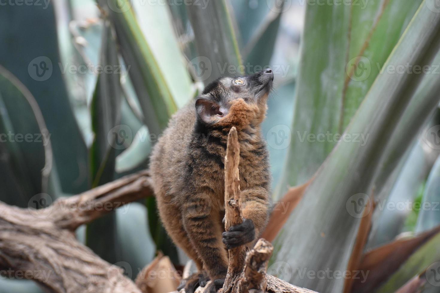 Adorable Brown Collared Lemur Holding a Stick photo