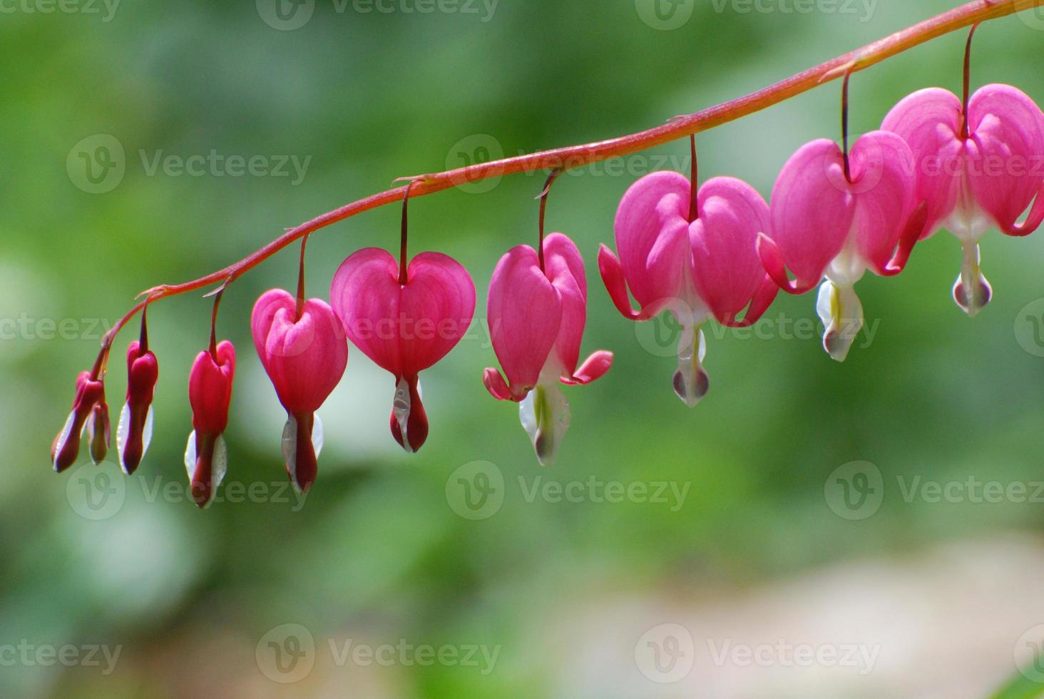 Pretty Pink Lyre Flower Blossoms photo