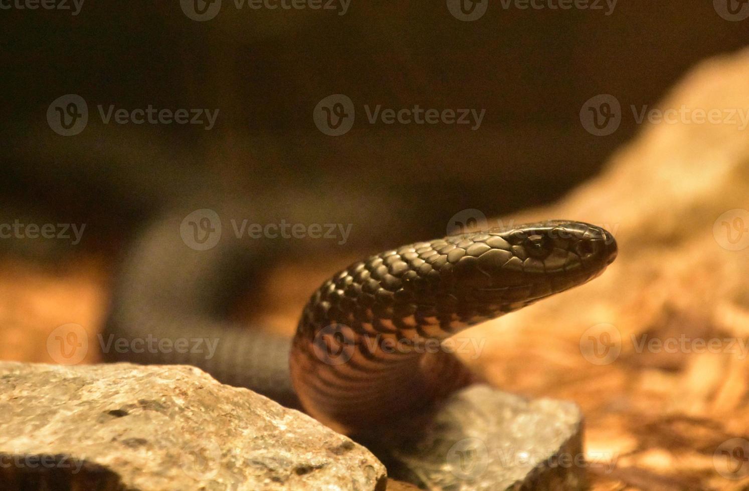 serpiente negra con la cabeza levantada foto