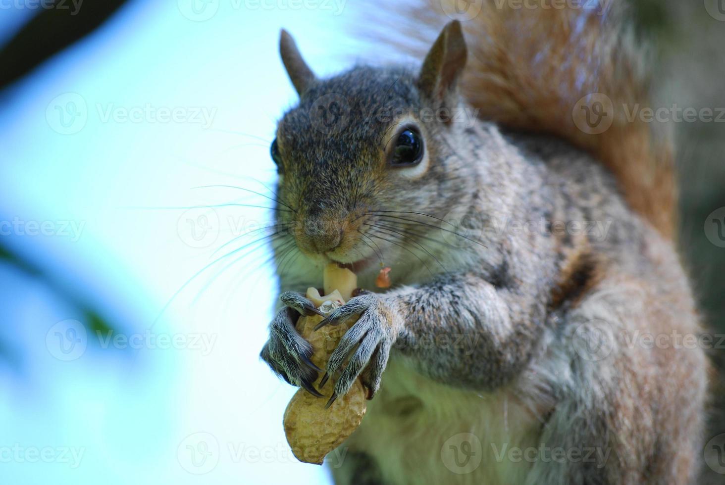 Adorable Face of a Squirrel Eating a Nut photo