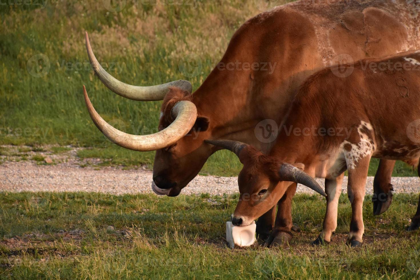 buey de cuernos largos marrón con un bebé lamiendo sal foto