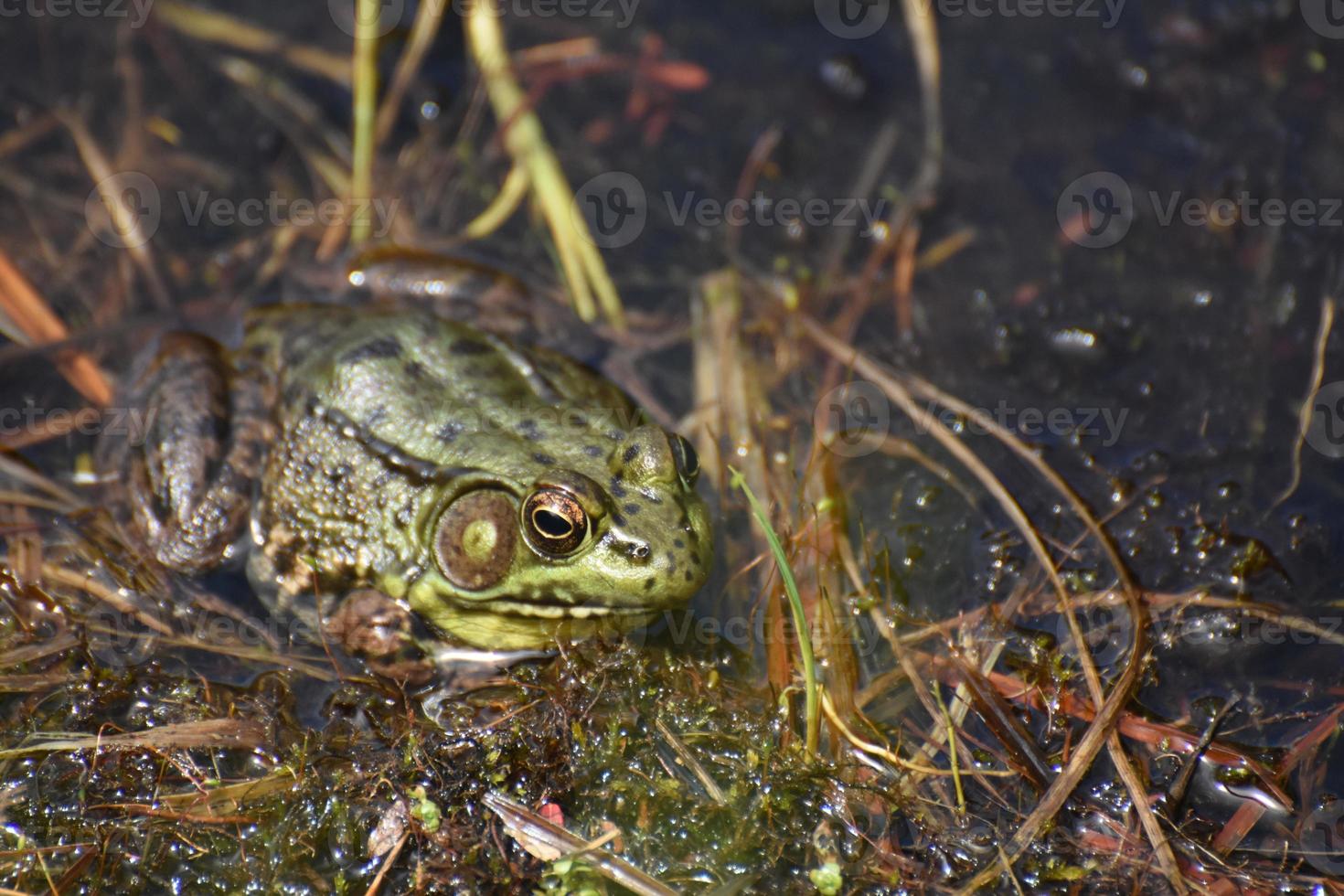 Large Bullfrog Sitting in a Wet Marsh photo