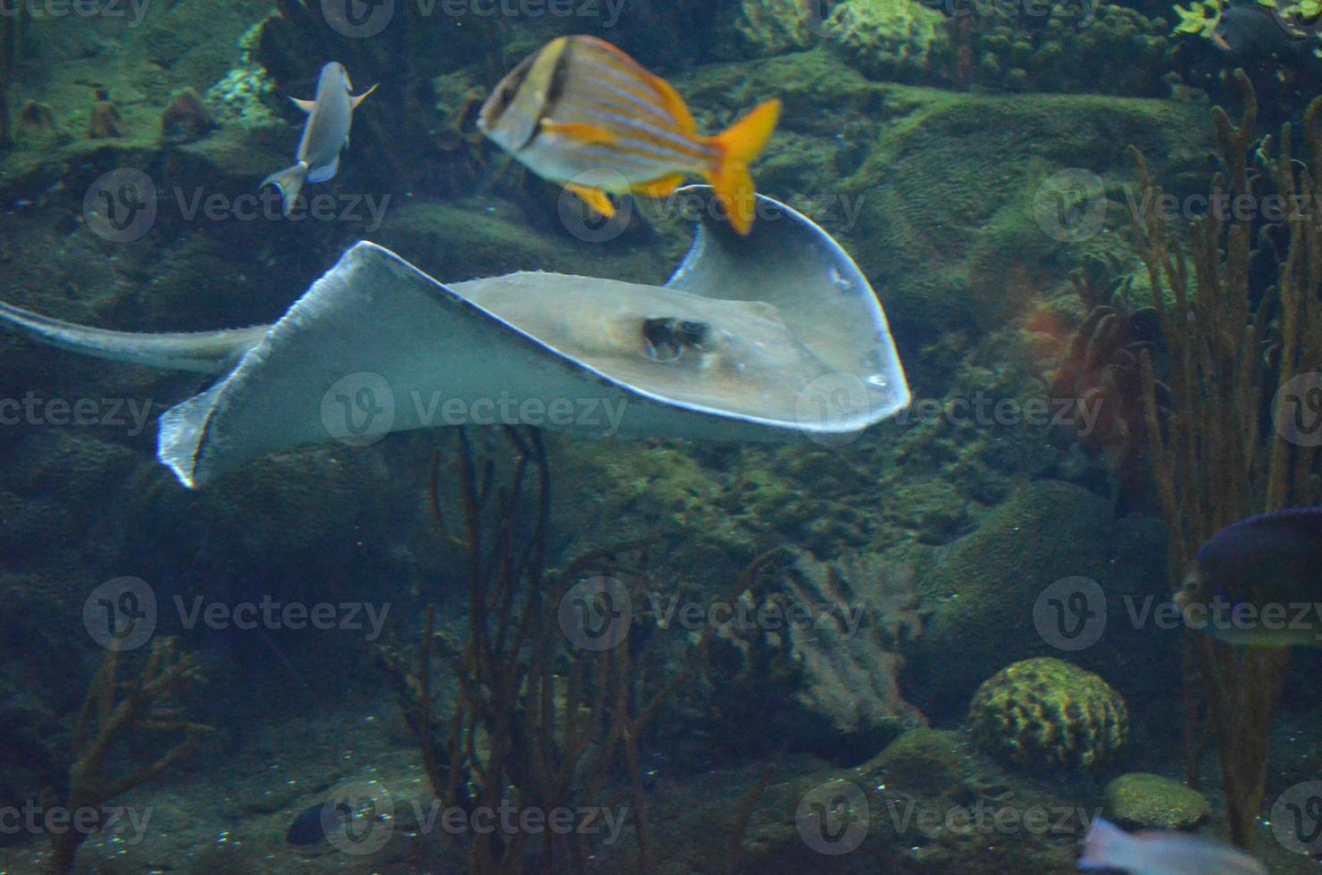 peces tropicales nadando con una raya a lo largo de un arrecife de coral foto