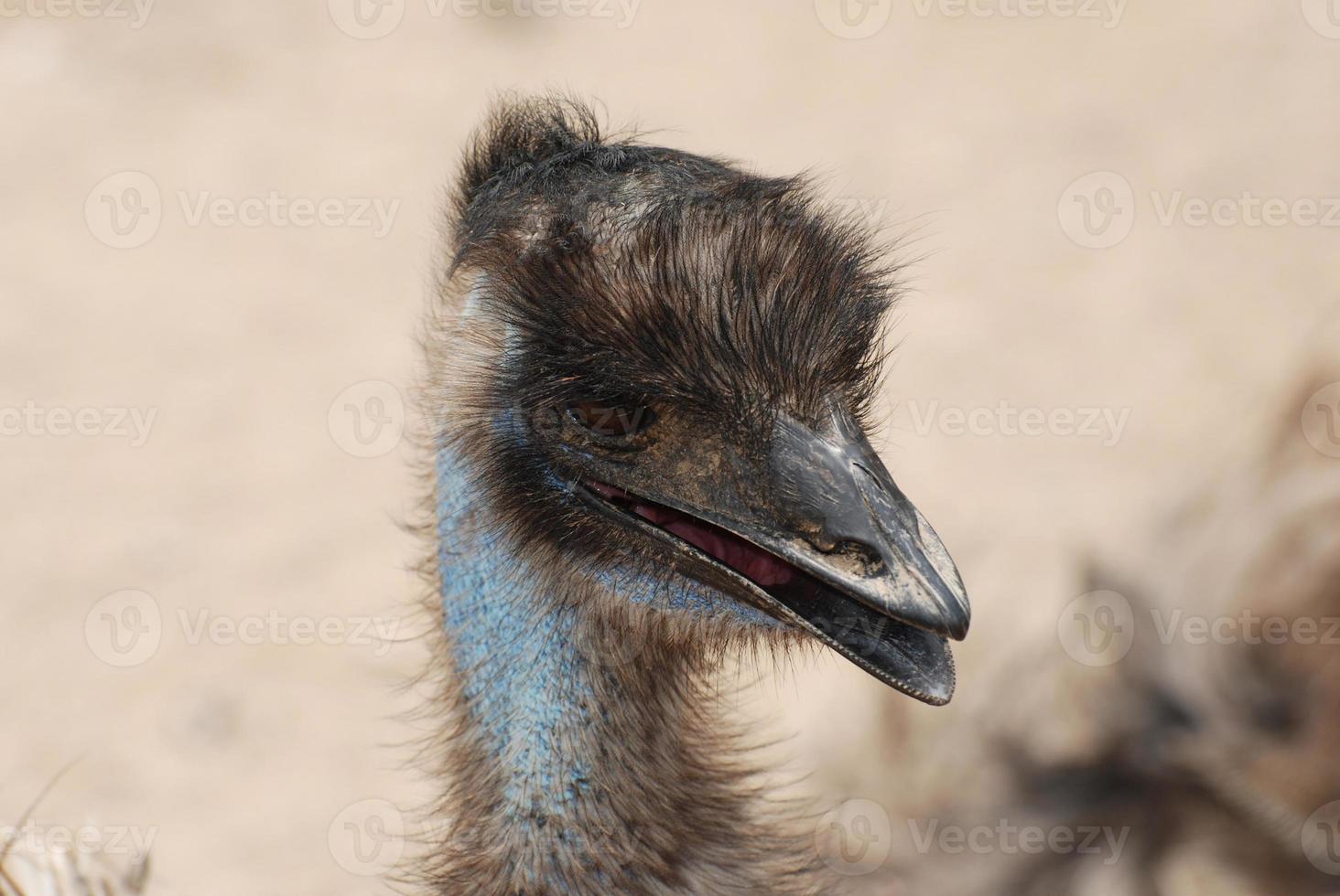 Up Close and Personal with a Large Emu photo