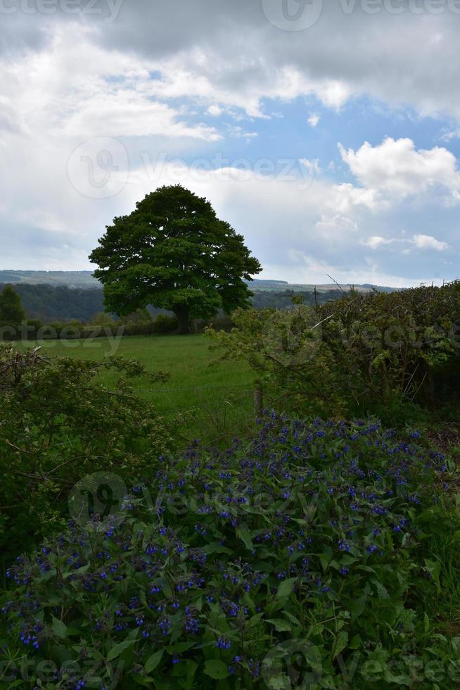 Trees Against Dark Clouded Skies in the Spring photo