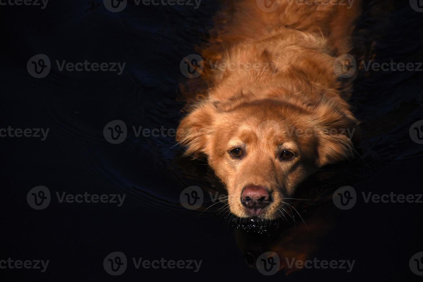 adorable pato tolling retriever perro nadando en aguas oscuras foto