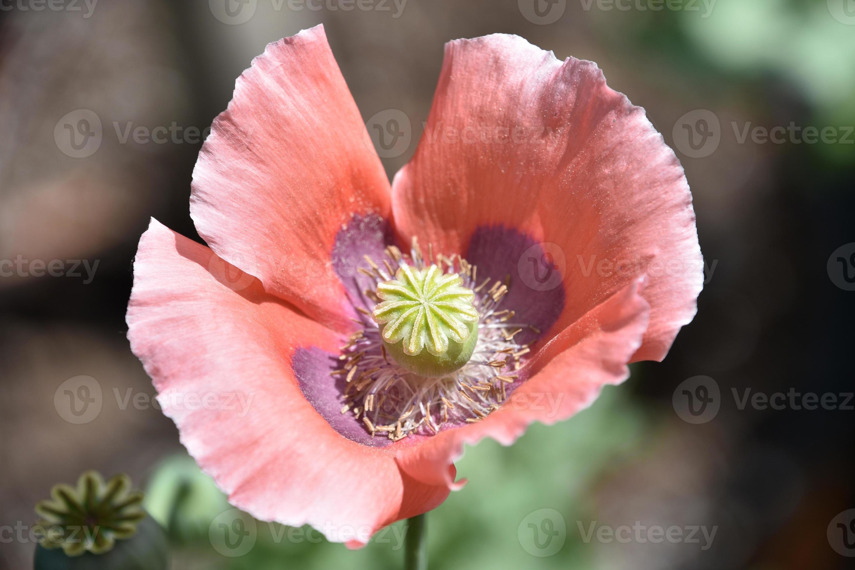 llamativa amapola rosa y morada floreciendo y floreciendo 9093649 Foto de  stock en Vecteezy
