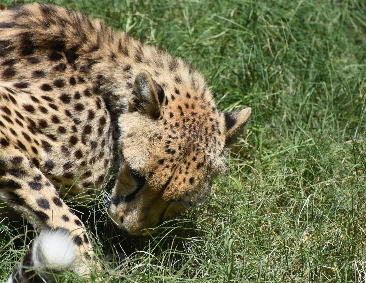 Beautiful Cheetah Curled on Himself in the Grass photo