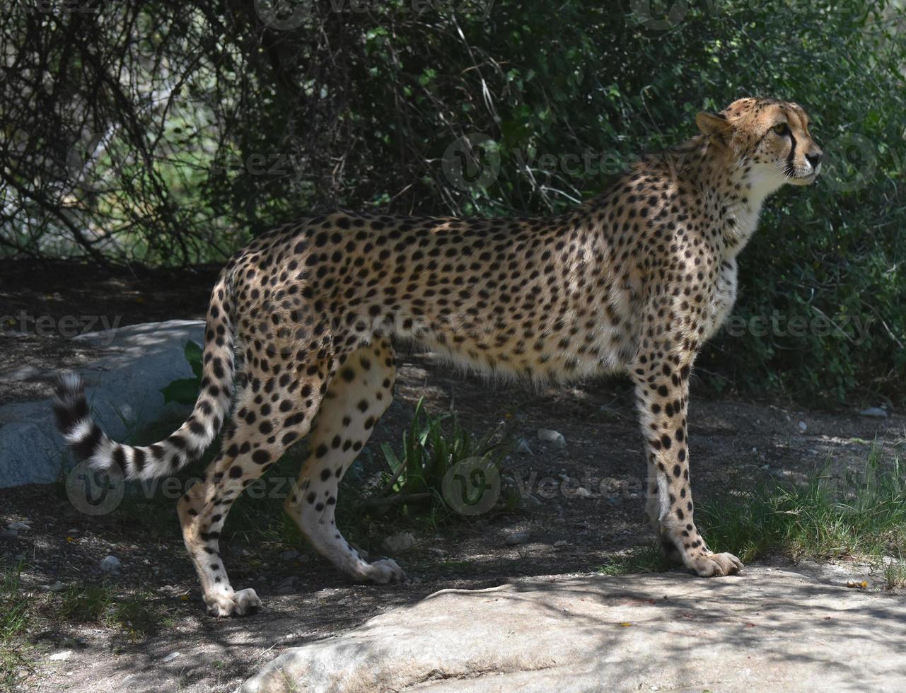 Profile of a Standing Cheetah on a flat Rock photo