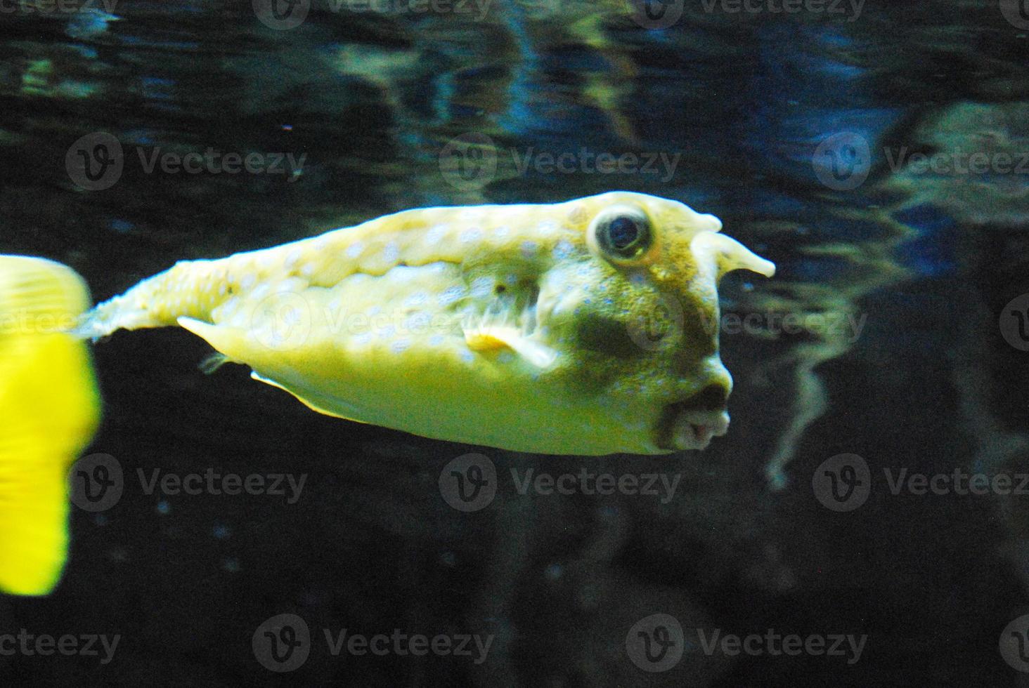 Great Longhorn Cowfish Swimming Along Underwater photo