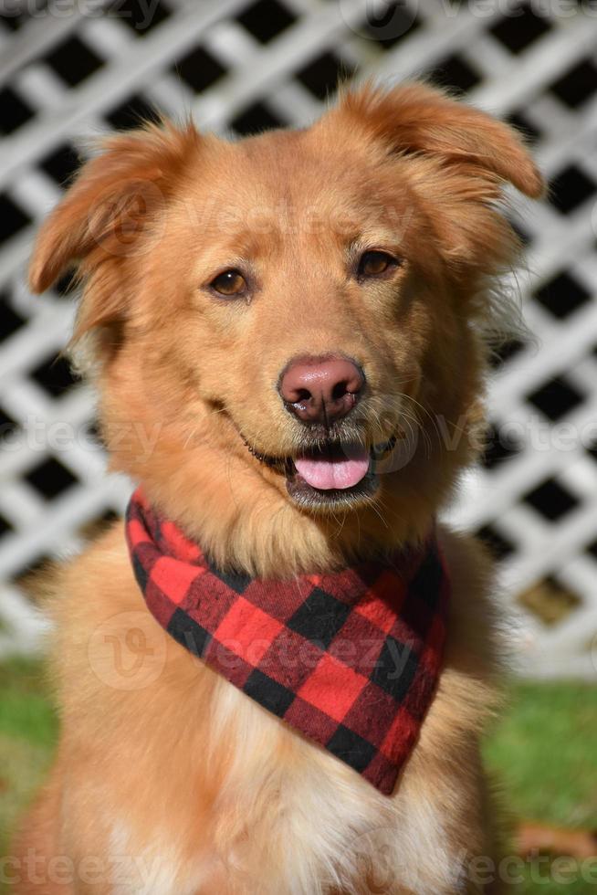 Looking Directly into the Face of a Sweet Toller Dog photo