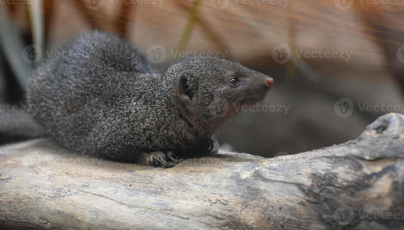 Precious Little Dwarf Mongoose Laying Down on a Tree photo