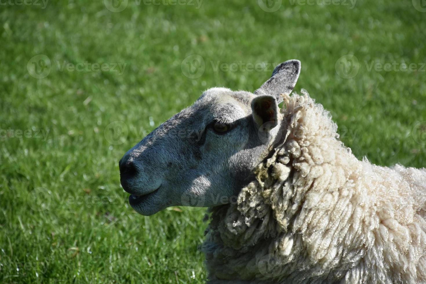 gran oveja peluda linda en un campo de hierba foto