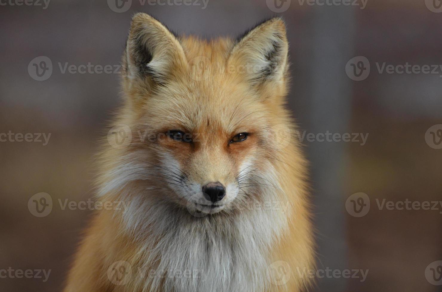 Wild Red Fox photo