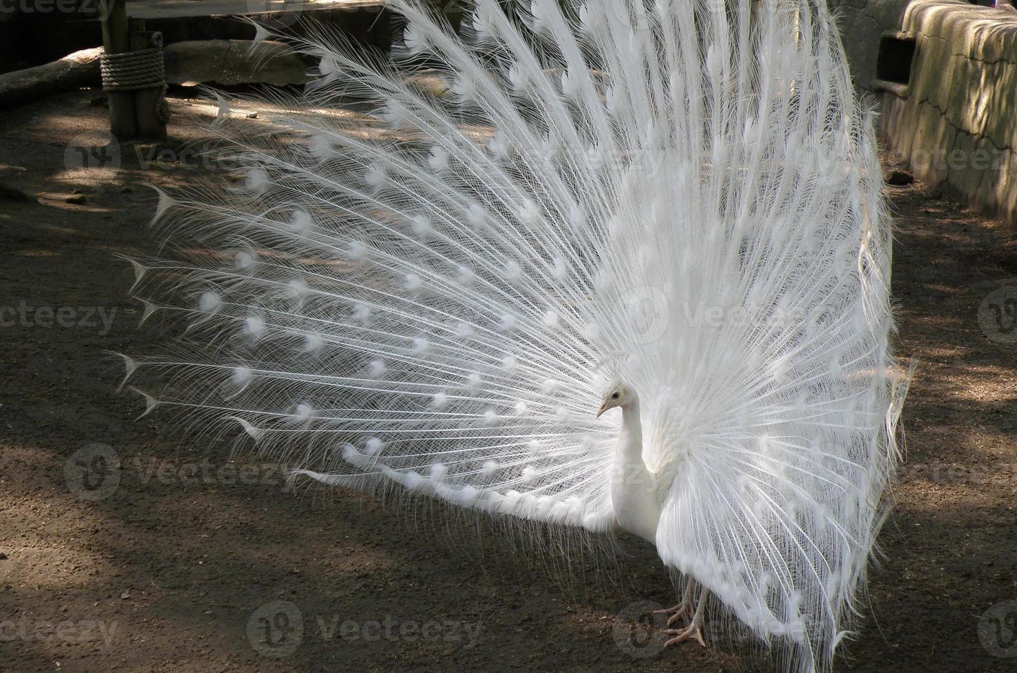 White Peacock with Expanded Feathers and Plummage photo