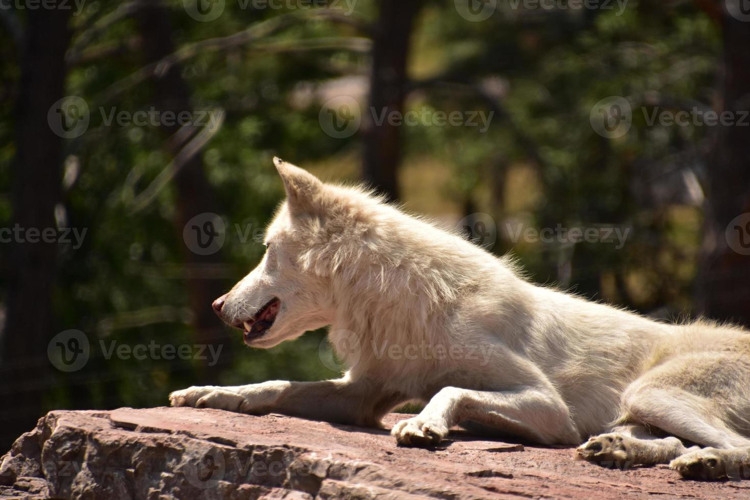 lobo atento sobre una gran roca roja foto