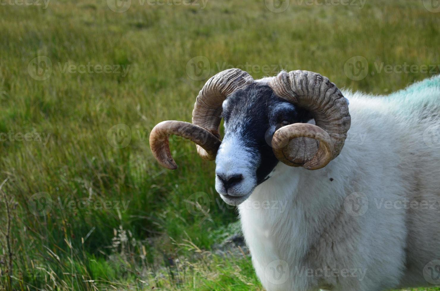 Adorable white sheep with large brown horns photo