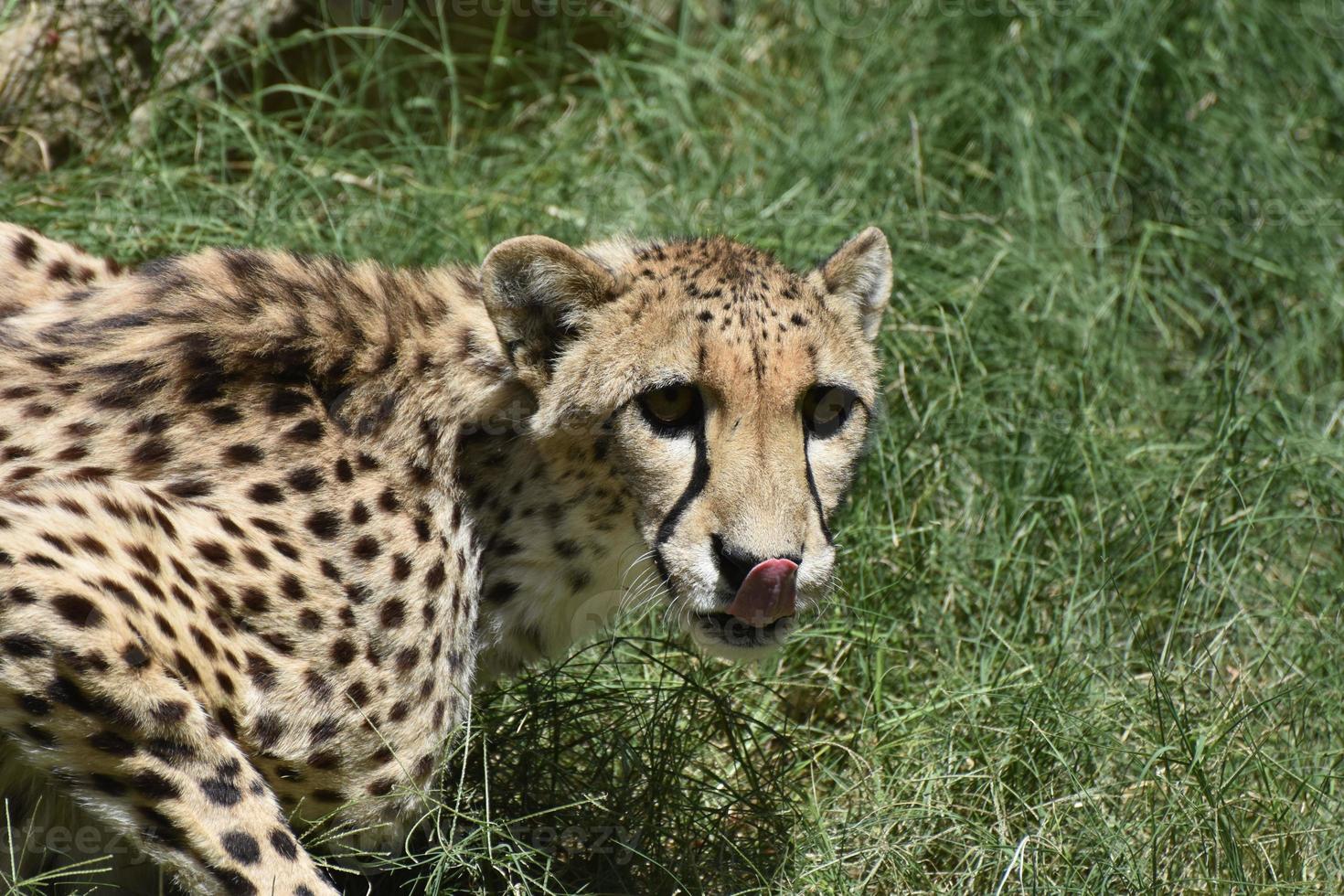 Terrific Cheetah Cat Licking His Nose with His Tongue photo