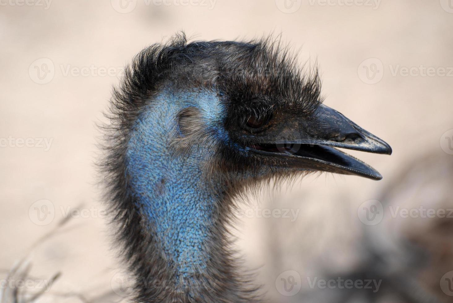 Large Emu With His Beak Open photo