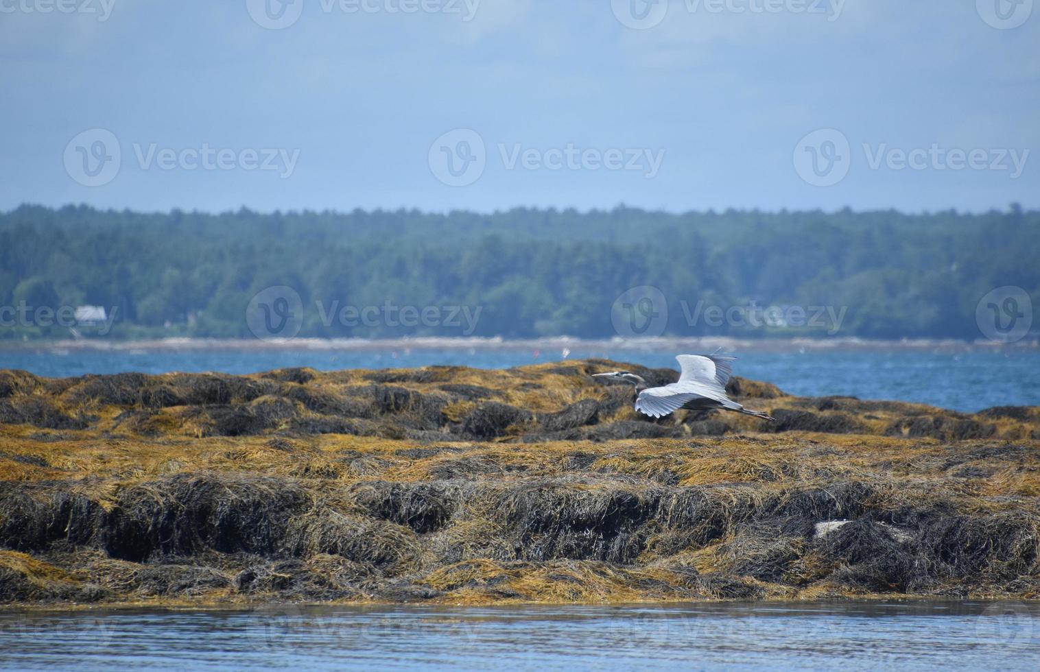 Flying Great Blue Heron Over the Shore photo